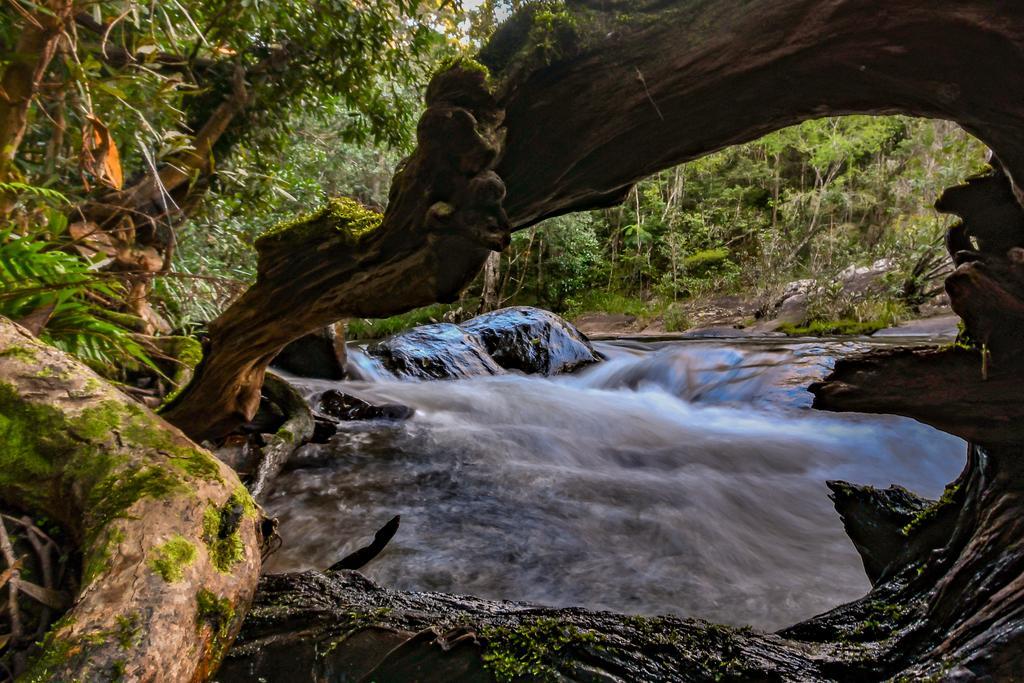 Cedar Park Rainforest Resort Koah Zewnętrze zdjęcie
